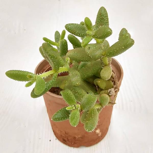Pickle cactus - 3" Pot
