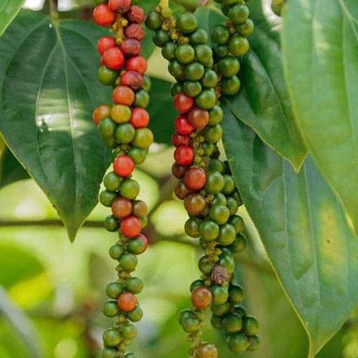 Black Pepper Black - 5" Pot
