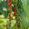 Black Pepper Black - 6" Pot