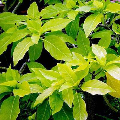 Pisonia Alba - 10" Grow bag