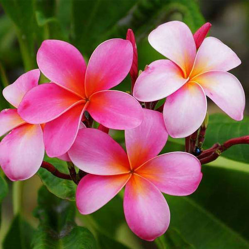 Plumeria Pink - 10" Grow bag