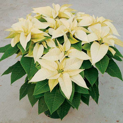 Poinsettia Yellow - 6" Pot