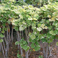 Ming Aralia Variegated - 6" Grow bag