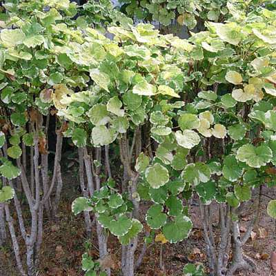 Ming Aralia Variegated - 6" Grow bag