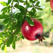 Pomegranate - 10" Grow bag