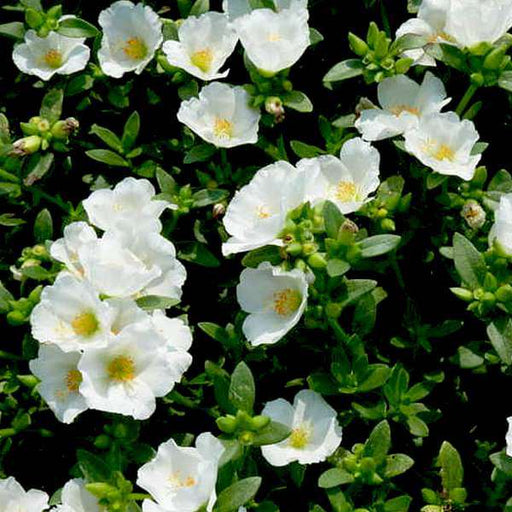 Portulaca 10 O'Clock White - 5" Pot