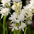 Rajnigandha Double Petal - 6" Grow bag
