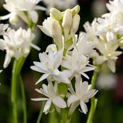 Rajnigandha Double Petal - 6" Grow bag