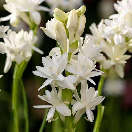 Rajnigandha Double Petal - 6" Grow bag
