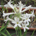 Rajnigandha - 5" Pot