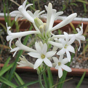 Rajnigandha - 5" Pot