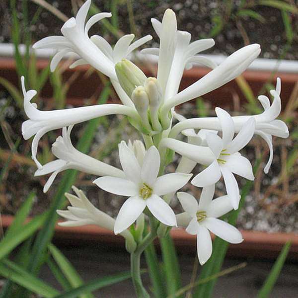 Rajnigandha - 5" Pot