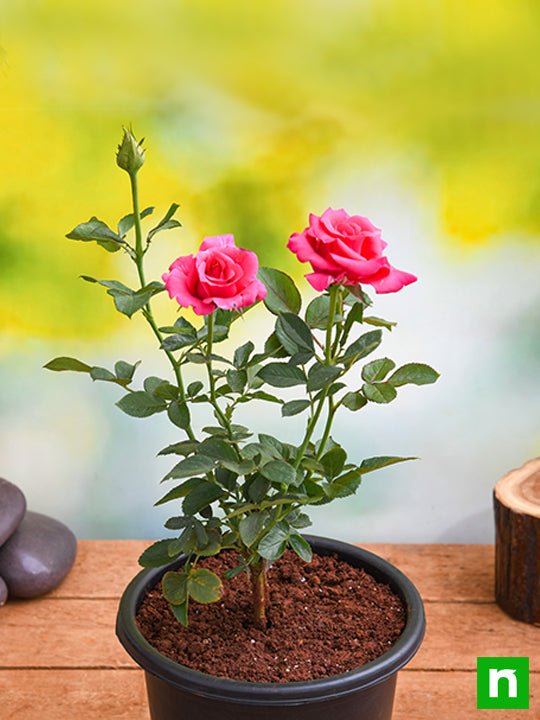 Rose Pink - 8" Pot