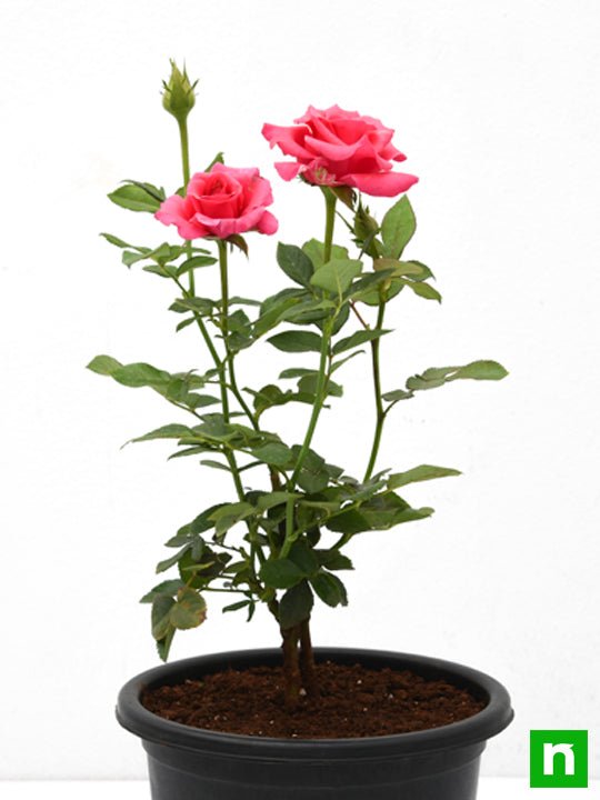 Rose Pink - 8" Pot