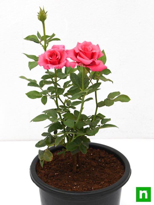 Rose Pink - 8" Pot