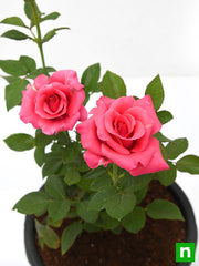 Rose Pink - 8" Pot