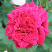 Rose Mixed - 10" Grow bag