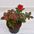 Rose Red - 8" Pot