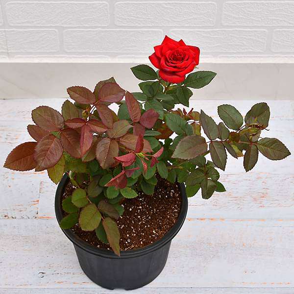 Rose Red - 8" Pot