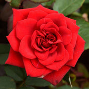 Rose Mixed - 10" Grow bag