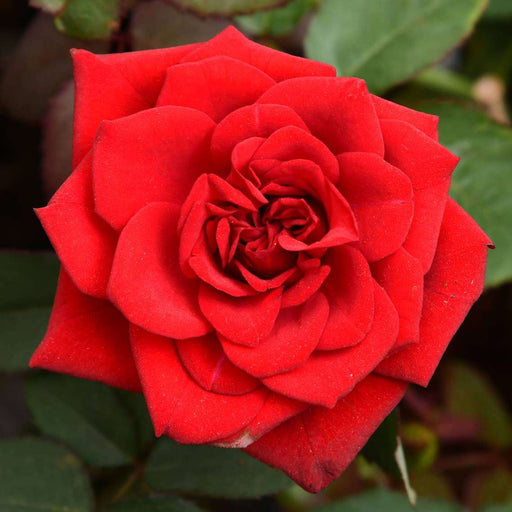 Rose Mixed - 10" Grow bag