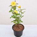 Rose Yellow - 8" Pot