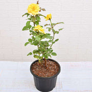 Rose Yellow - 8" Pot