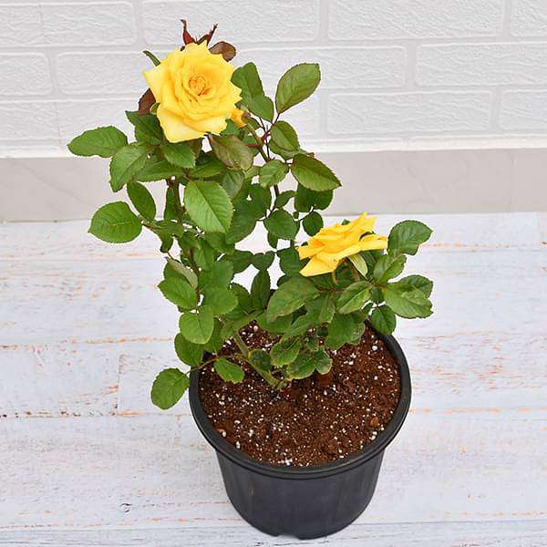 Rose Yellow - 8" Pot