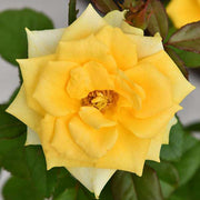 Rose Yellow - 8" Pot