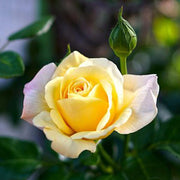 Rose Mixed - 10" Grow bag