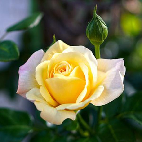 Rose Mixed - 10" Grow bag