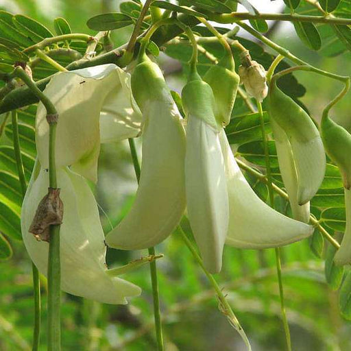 Sesbania grandiflora - 6" Grow bag