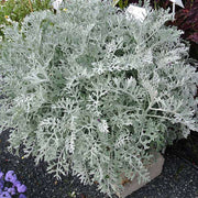 Silver Dust Silver - 5" Pot