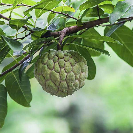Custard Apple Grafted - 10" Grow bag