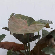 Syngonium Erythrophyllum Variegated - 4" Pot