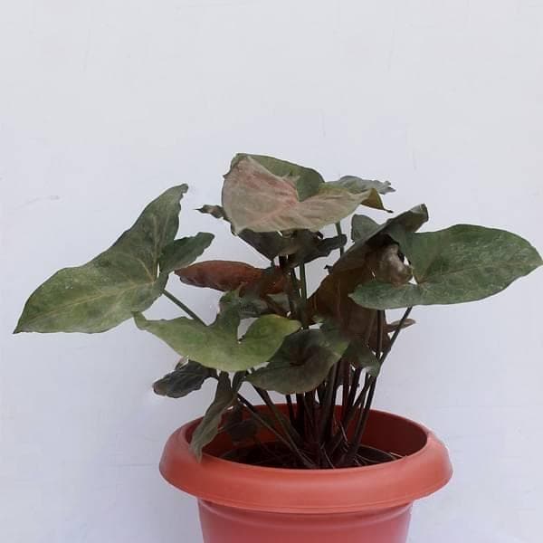 Syngonium Erythrophyllum Variegated - 5" Pot