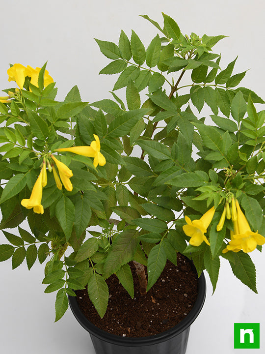 Yellow Elder Yellow - 7" Pot