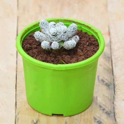 Thimble Cactus - 3" Pot