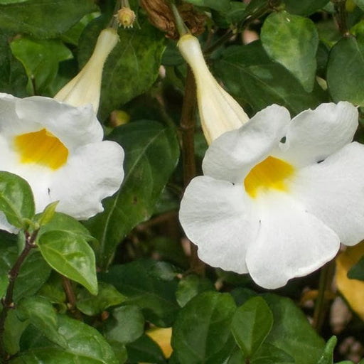 Bush Clock Vine White - 6" Grow bag