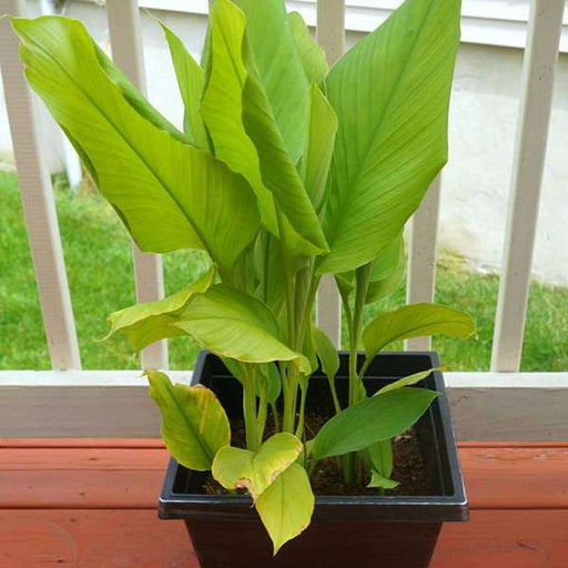 Turmeric - 10" Grow bag