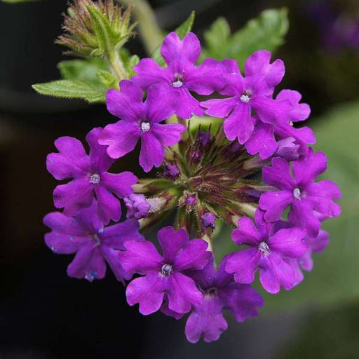 Verbena Purple - 6" Grow bag