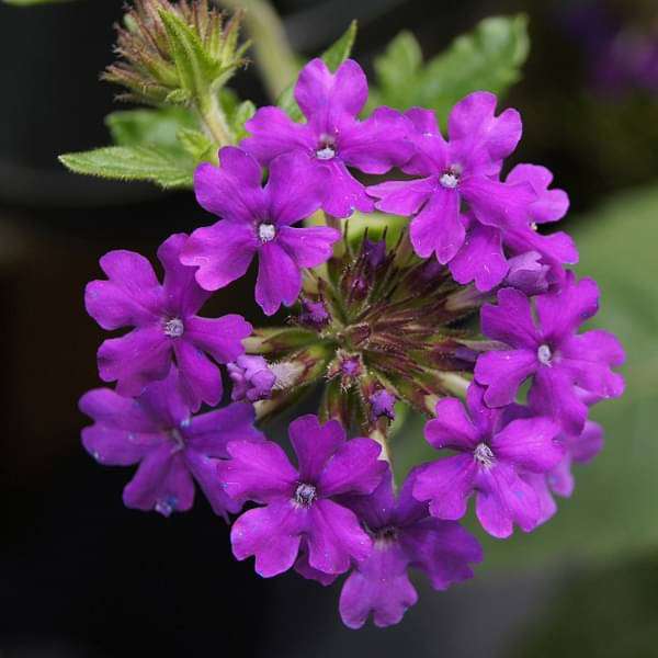Verbena Mixed - 5" Pot