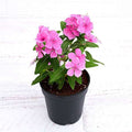Periwinkle Mixed - 5" Pot