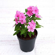 Periwinkle Mixed - 5" Pot