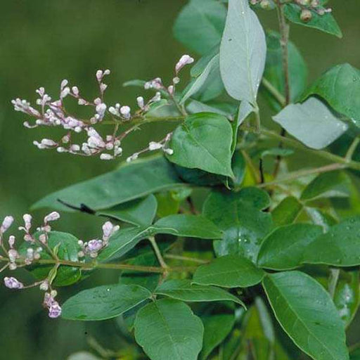Vitex trifolia - 6" Grow bag