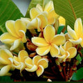 Plumeria Yellow - 10" Grow bag
