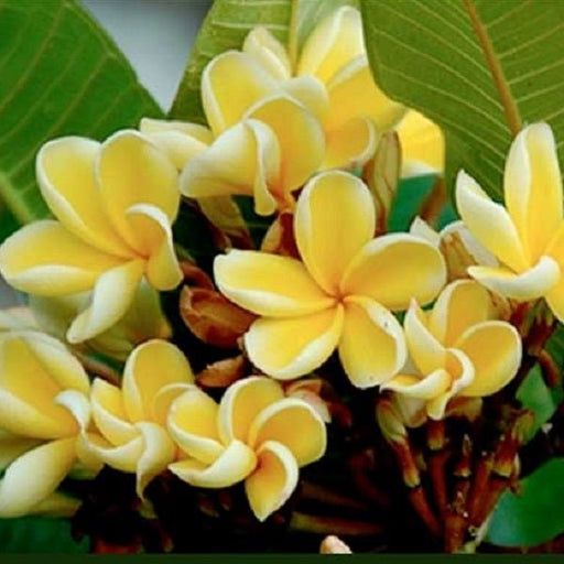 Plumeria Yellow - 10" Grow bag