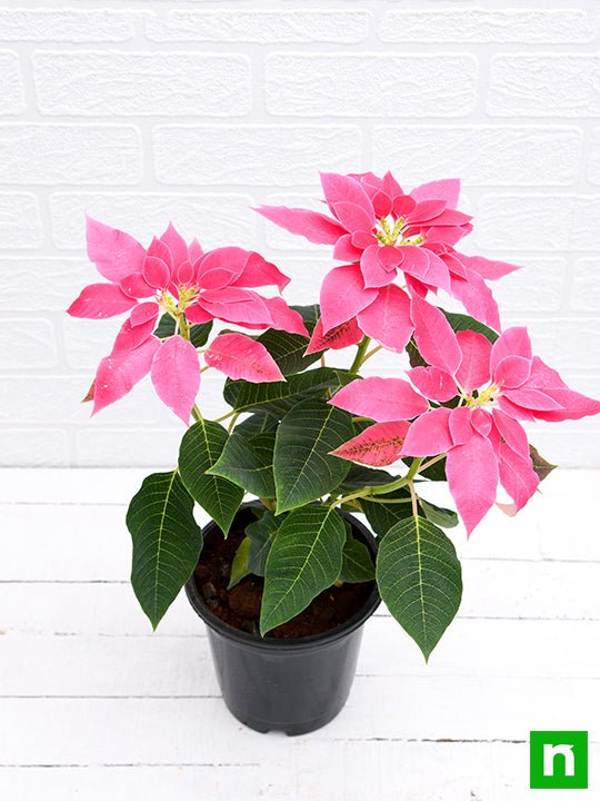 Poinsettia Pink - 6" Pot