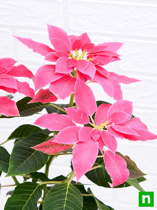 Poinsettia Pink - 6" Pot