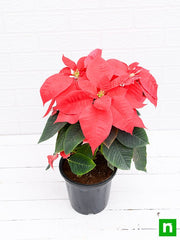 Poinsettia Red - 6" Pot